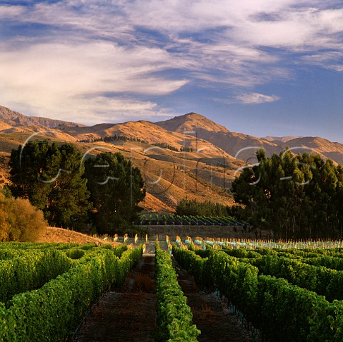 Vineyards of Little Beauty in the Waihopai Valley Marlborough New Zealand