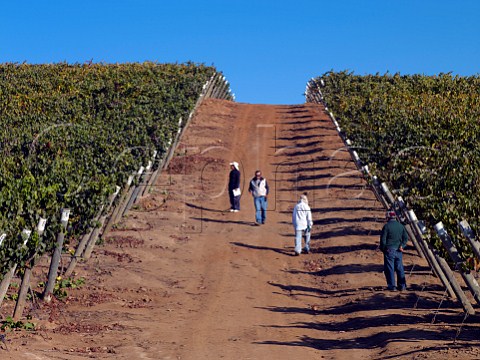 Workers in Pinot Noir Vineyard of Casas del Bosque Casablanca Valley Chile