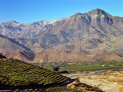 Syrah vineyard of Via San Esteban above the Aconcagua River Chile  Aconcagua Valley