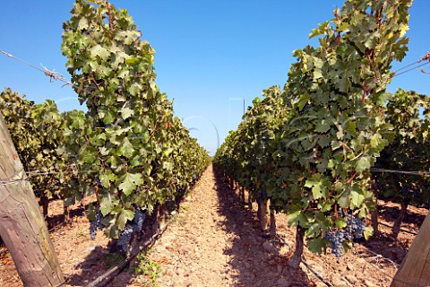 Cabernet Sauvignon vineyard of Via Almaviva Maipo Valley Chile