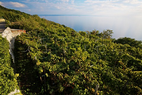Vineyard above the Gulf of Trieste near Miramare Castle Trieste Friuli Italy Carso