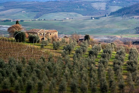 Olive grove and vineyard of Il Poggione Montalcino Tuscany Brunello di Montalcino