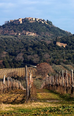 Vineyard of Il Poggione below the hilltop town of SantAngelo in Colle Tuscany Italy Brunello di Montalcino