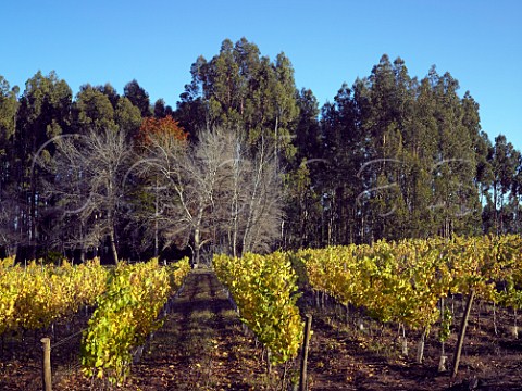 Autumnal Chardonnay vineyard of Via Aquitania used for their SOLdeSOL wine   Traigun Chile   Malleco Valley