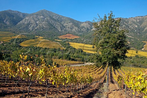 Autumnal Syrah vineyards of Lapostolle San Jose de Apalta Chile  Colchagua Valley