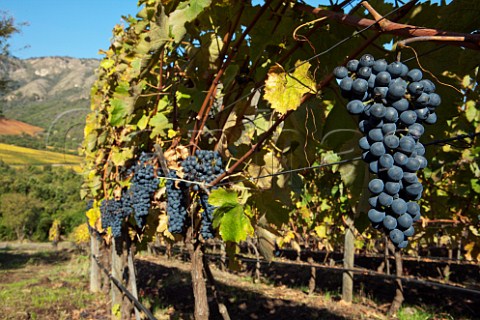 Bunches of Syrah grapes in vineyard of Lapostolle San Jose de Apalta Chile Colchagua Valley