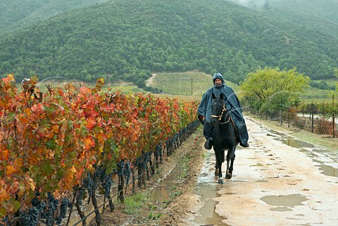 Vineyard worker on horse in Carmenre vineyard during the rainy harvest of 2011  Colchagua Valley Chile