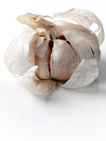 Purple garlic head on a white background