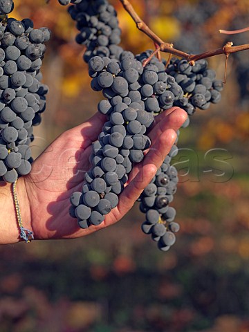 Hand holding bunch of Carmenre grapes in vineyard of Via Montgras Colchagua Valley Chile