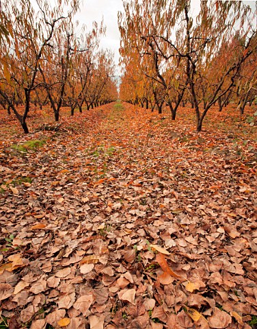 Autumnal peach trees and fallen leaves Colchagua Valley Chile