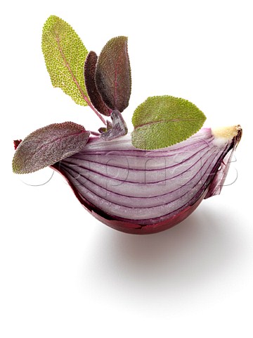 Sage and onion on a white background
