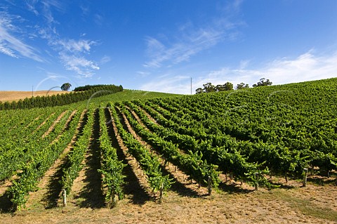 Vineyards of The Lane Hahndorf South Australia   Adelaide Hills