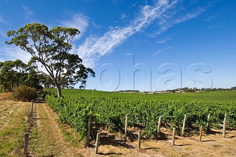 Vineyards of The Lane Hahndorf South Australia  Adelaide Hills
