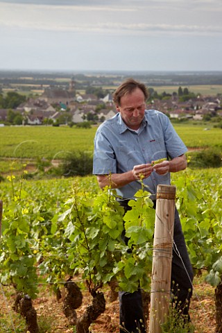 Bruno Clair examining the flowering of Pinot Noir vines in his Vaudenelles vineyard Domaine Bruno Clair MarsannaylaCte CtedOr France  Marsannay