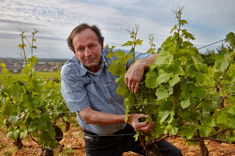 Bruno Clair examining the flowering of Pinot Noir vines in his Vaudenelles vineyard Domaine Bruno Clair MarsannaylaCte CtedOr France  Marsannay