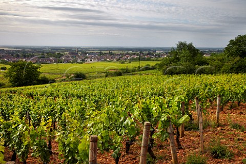 Pinot Noir vines in Vaudenelles vineyard of Domaine Bruno Clair above MarsannaylaCte CtedOr France  Marsannay