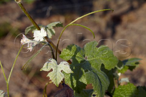 Young leaves on a Pinot Meunier vine  VilleDommange Marne France  Champagne