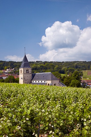 View over Pinot Meunier vineyard to village and church of ChignylesRoses on the Montagne de Reims Marne France  Champagne