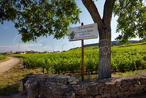 Clos SaintDenis vineyard MoreyStDenis CtedOr France  Cte de Nuits Grand Cru