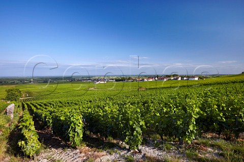 Clos SaintDenis vineyard MoreyStDenis CtedOr France  Cte de Nuits Grand Cru