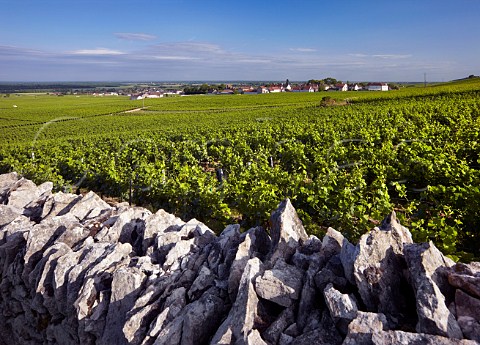 Clos SaintDenis vineyard at MoreyStDenis CtedOr France  Cte de Nuits Grand Cru