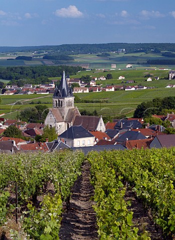 Pinot Meunier left and Chardonnay vines in vineyard above VilleDommange Marne France  Champagne