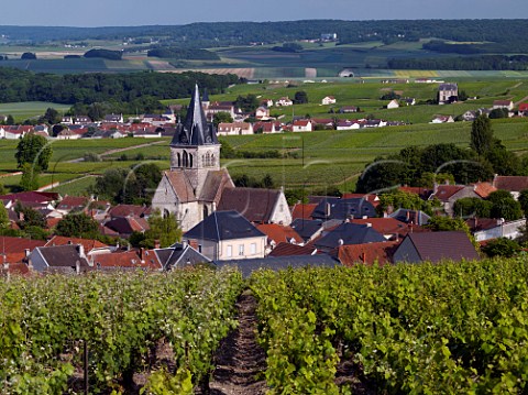 Pinot Meunier left and Chardonnay vines in vineyard above VilleDommange Marne France  Champagne