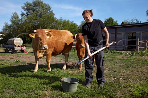 Lisa Sauer collecting cow pats to make biodynamic horn manure 500 for use on the vineyards of Dr Brklin Wolf Wachenheim an der Weinstrasse Pfalz Germany
