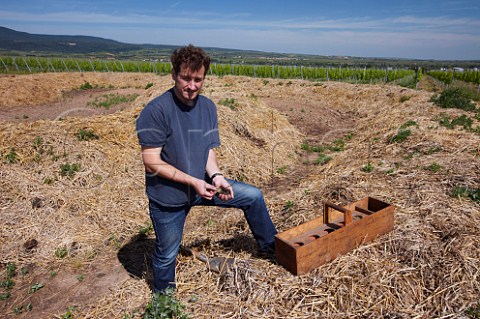 Monty Waldin biodynamic consultant preparing to insert biodynamic preparations into his compost pile which is shaped like a coiled snake these are kept in unglazed terracotta pots in a wooden box lined with peat Hochfeld vineyard of Dr Brklin Wolf at Bad Drkheim Pfalz Germany
