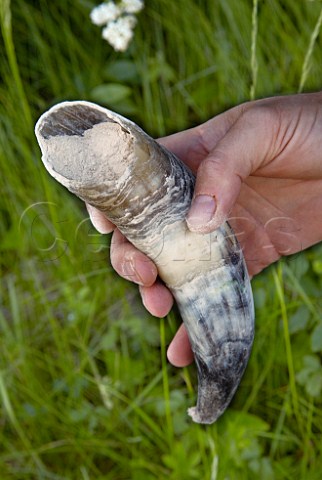 Hand holding cow horn of powdered quartz This is buried in the soil for six months during the summer to make horn silica 501 which is then mixed with water to make a biodynamic preparation that is sprayed into the air above the vines  Dr Brklin Wolf Wachenheim an der Weinstrasse Pfalz Germany