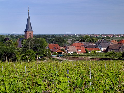 Kirchenstck vineyard of Dr Brklin Wolf and village of Forst an der Weinstrasse Pfalz Germany
