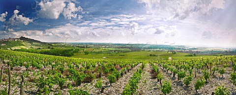 Vineyards of Gitton Pre  Fils with the hilltop town of Sancerre and River Loire in distance  Cher France   Sancerre    