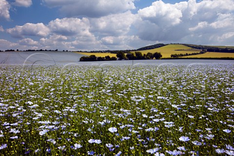 Field of flax near Exton Hampshire England