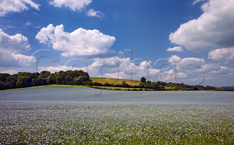 Field of flax near Exton Hampshire England