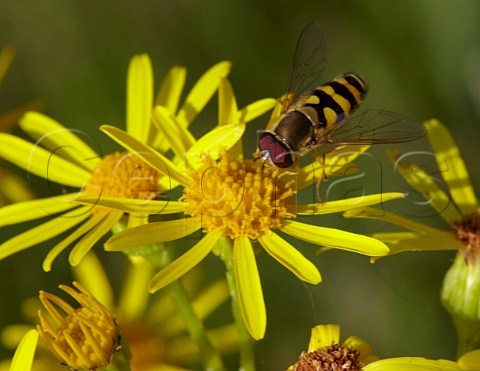 Hover Fly on Ragwort Hurst Meadows West Molesey Surrey England
