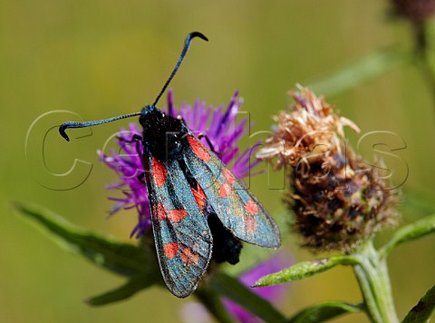 Sixspot Burnet moth on Knapweed  Hurst Meadows West Molesey Surrey England