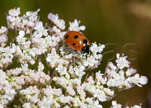 Sevenspot Ladybird   Hurst Meadows West Molesey Surrey England