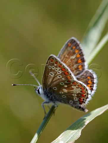 Brown Argus butterfly  Hurst Meadows West Molesey Surrey England