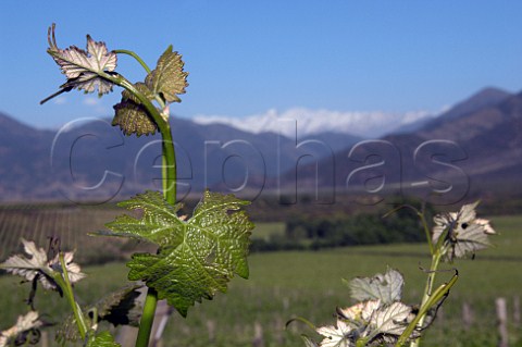 Malbec vine in spring with snowcapped Andes in the distance Los Lingues vineyard of Casa Silva Colchagua Valley Chile
