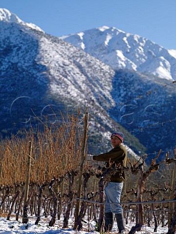 Pruning Chardonnay vines in vineyard of William Fvre with the Andes beyond Maipo Valley Chile