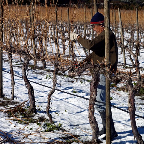 Pruning Chardonnay vines in vineyard of William Fvre  Maipo Valley Chile