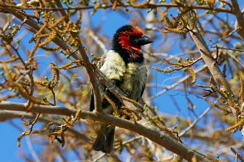 Blackcollared Barbet in HluhluweUmfolozi Game Reserve KwaZuluNatal South Africa