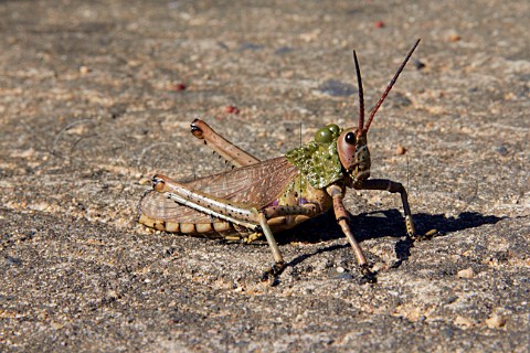 Green Milkweed Locust Oribi Gorge Nature Reserve near Port Shepstone KwaZuluNatal South Africa