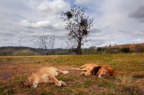Sleeping lions in Natal Lion Park near Pietermaritzburg KwaZuluNatal South Africa