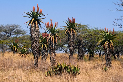Cape Aloe plants growing in Tala Game Reserve near Pietermaritzburg KwaZuluNatal South Africa