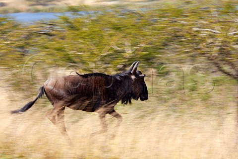 Blue Wildebeest in Tala Game Reserve near Pietermaritzburg KwaZuluNatal South Africa