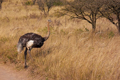 Ostrich in Tala Game Reserve near Pietermaritzburg KwaZuluNatal South Africa