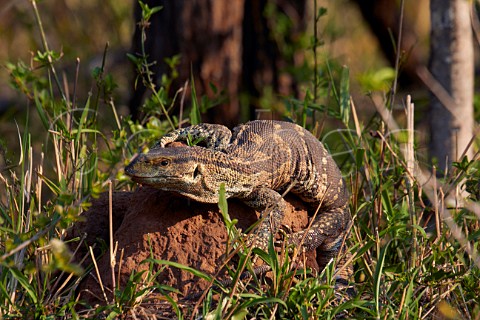 Monitor Lizard in Tala Game Reserve near Pietermaritzburg KwaZuluNatal South Africa