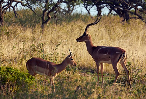 Pair of Impala in Tala Game Reserve near Pietermaritzburg KwaZuluNatal South Africa