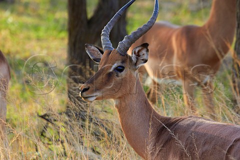 Male Impala in Tala Game Reserve near Pietermaritzburg KwaZuluNatal South Africa